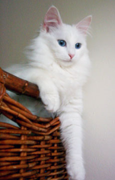 Turecká angorská kočka